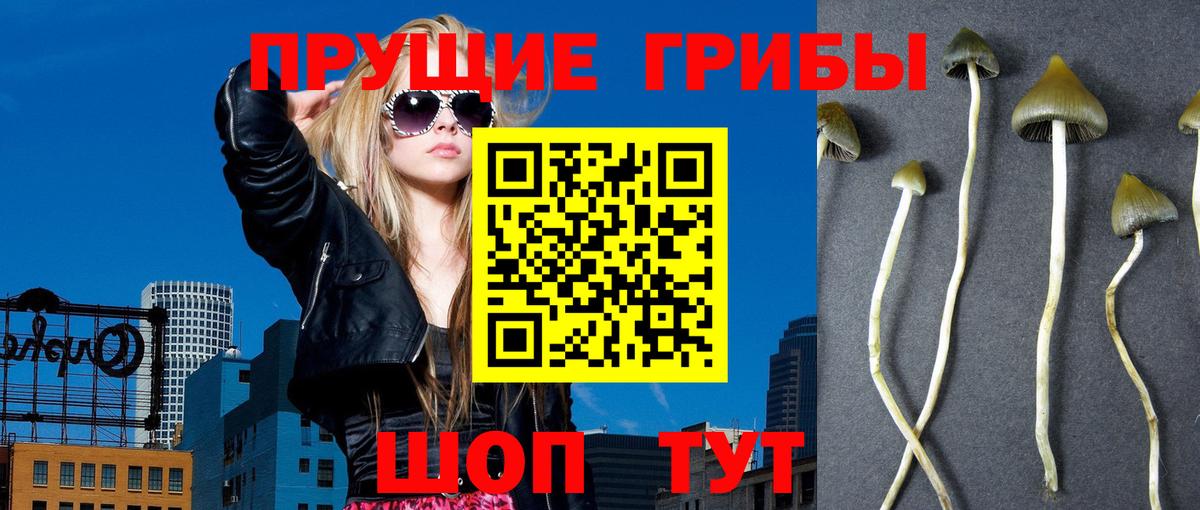 Псилоцибиновые грибы мицелий Наро-Фоминск